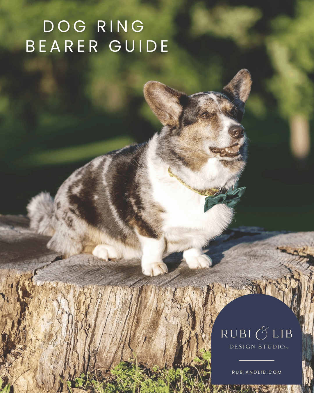 Dog Ring Bearer Guide: Tips for Including Your Pup in the Ceremony