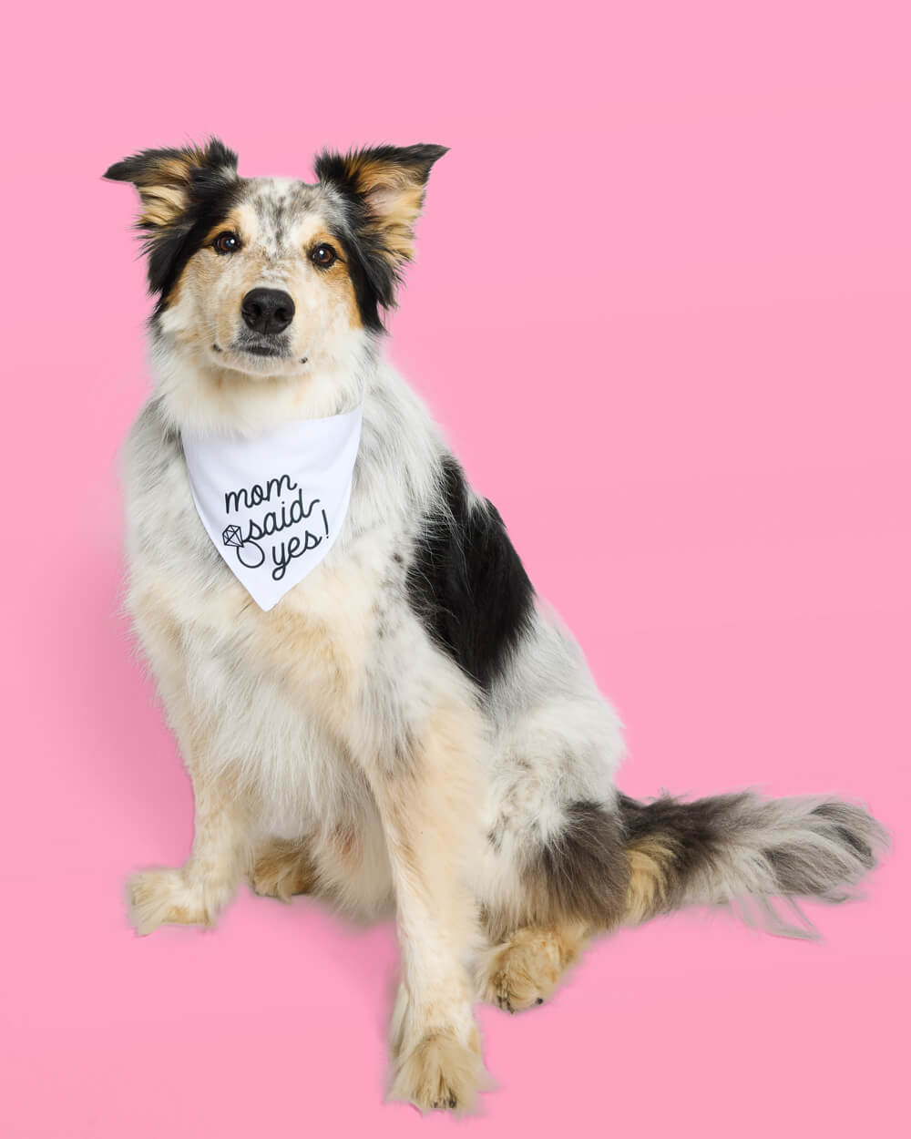 Black and white dog wearing white bandana with "merry" and "said yes" text on pink background