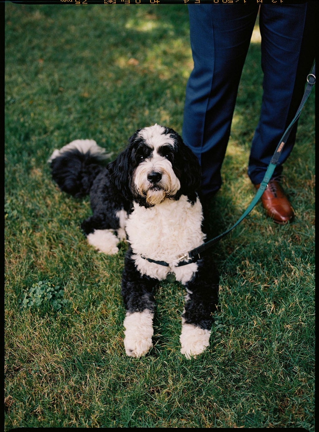 A fluffy black and white dog, possibly a Bernedoodle, lies calmly on green grass next to a person in a suit holding its leash, capturing a moment of a beloved pet participating in a wedding or special event.